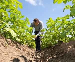 Farmer Tending to Crop Photo