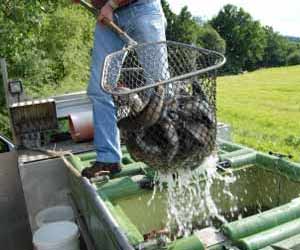 Bailing Salmon at a Fish Hatchery Photo