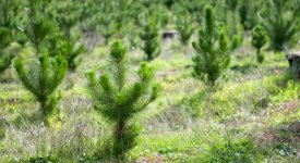 Treeplanting Jobs Section Photo Button