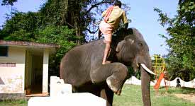 Elephant Trainer Photo