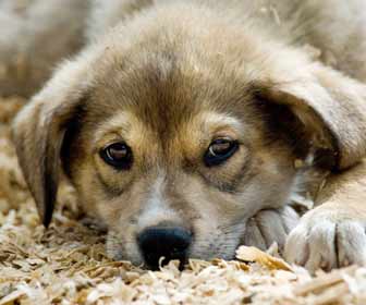 Cute Dog waiting to be Walked Photo