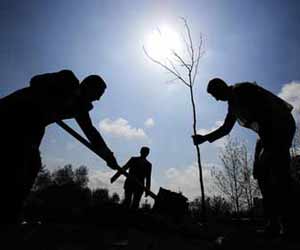 Tree Planing Crew Photo