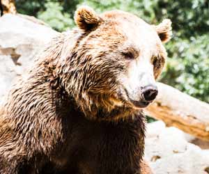 Brown Bear at Denali National Park in Alaska