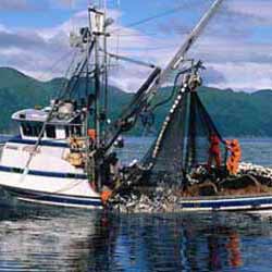 Salmon Purse Seiner in Alaska