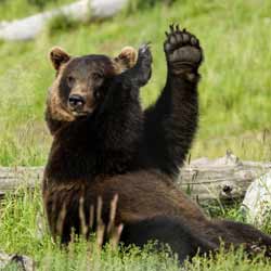 The Arctic National Wildlife Refuge Contains Vast Amounts of Oil