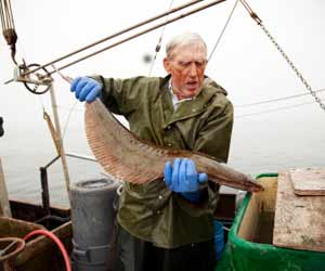 Alaska Halibut Longlining Fishing Boat Skipper checking out a Halibut