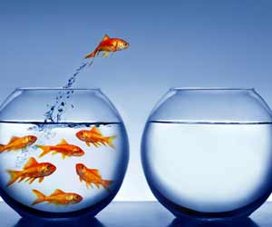 Fish jumping from full bowl to empty bowl