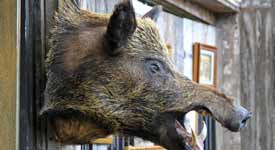 Taxidermist Shows off Mounted Wild Boar Head