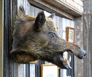 Taxidermist Shows off Mounted Wild Boar Head