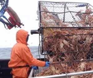 Alaska Crab Deckhand Emptying Crab Pots