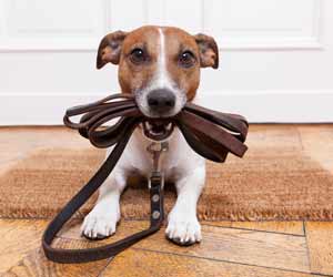 Dog with Dog Walking Leash in Mouth