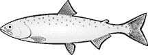 alaska pink salmon picture