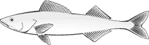 alaska blackcod picture