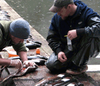 taking salmon eggs