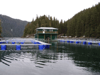 alaska salmon rearing pens