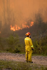 forest firefighter photo